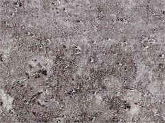 Кромка Rehau DESIGNO 1549U  43*1,5мм Сезамо 13093731059